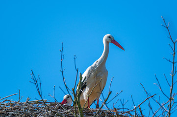 a stork sits in its  nest and waits with blue background