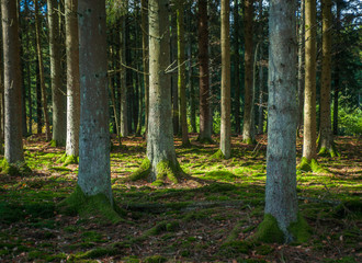 Douglas fir old-growth forest with green herbal layer.