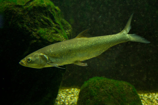 Common dace, Eurasian dace (Leuciscus leuciscus).