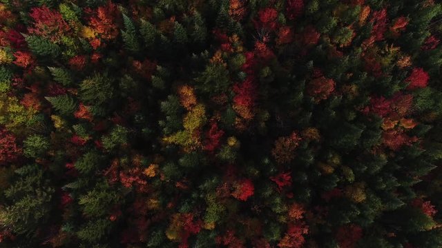 New England fall foliage drone 4K