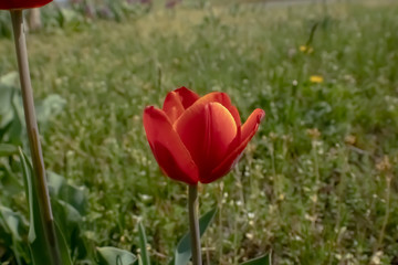 Obraz premium red tulips in the garden