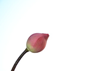 Fototapeta premium Pink lotus flowers for Pay respect to the Buddha,on isolate white background.