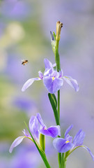 Violet iris flowers (Iris germanica) on blurred green natural garden background