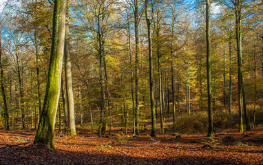 Beech tree forest in central Europe during the autumn season.
