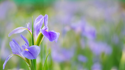 Violet iris flowers (Iris germanica) on blurred green natural garden background