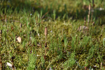 Image of horsetail to tell the coming of spring