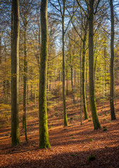Beech tree trunks covered with moss under a nice blue sky.