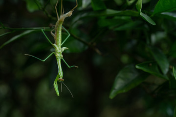 カマキリの脱皮