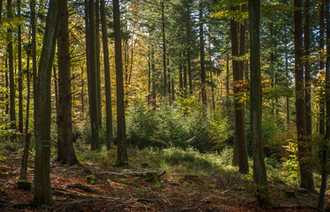 Fototapeta na wymiar Douglas fir old growth plantation with understory vegetation.