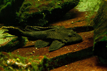 Leopard pleco (Pterygoplichthys gibbiceps).