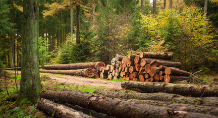 A variety of harvested timber stacks along a forest service road in western Germany.