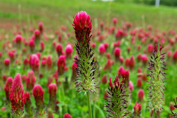 Closeup of Crimson Clover flower
