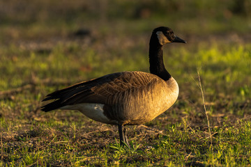 canada goose on the grass