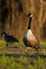 canada goose on a pond