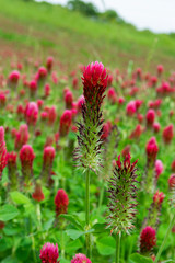 Crimson Clover flower standing tall