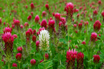 Single White Clover in a patch of Crimson
