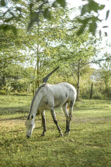 Obraz na płótnie Canvas White horse in the field