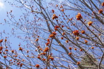 Tree top view of bright red maple (acer rubrum) buds and blossoms in early spring, with blue sky background
