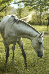 Naklejka na ściany i meble White horse in the field