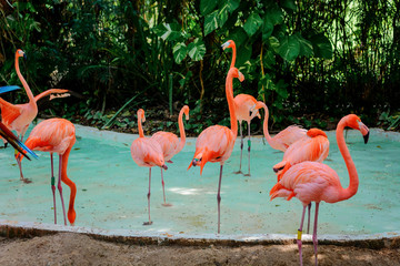 Pink flamingos in the zoo stand in an artificial pond.