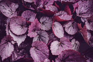 The concept of betel leaves with purple leaves, abstract, tropical leaves, natural background