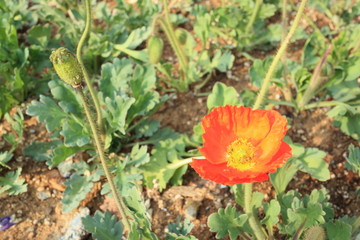 아름다운 양귀비 꽃이 보이는 봄 풍경