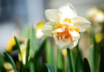 Single Daffodil 