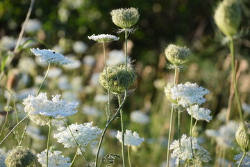 White carrot weeds background. Flowers in a field during summer. Also named Daucus carota or Queen Anne’s Lace.