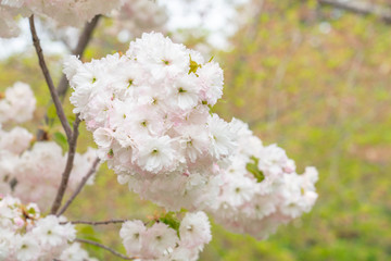 Beautiful pink white cherry blossoms blooming in spring