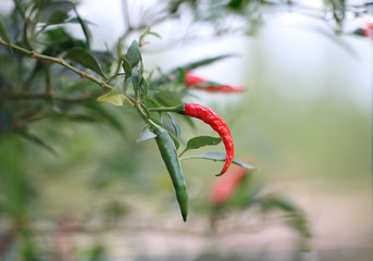 red hot chili pepper on tree