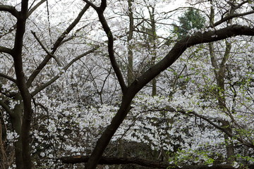 하얀 벚꽃이 보이는 아름다운 봄 풍경