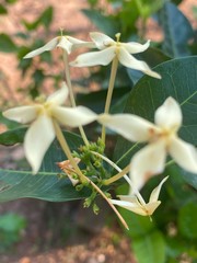 white and yellow flower