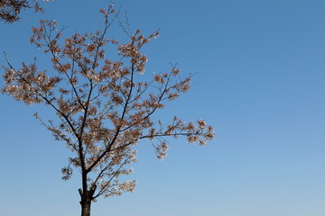 하얀 벚꽃이 보이는 아름다운 봄 풍경