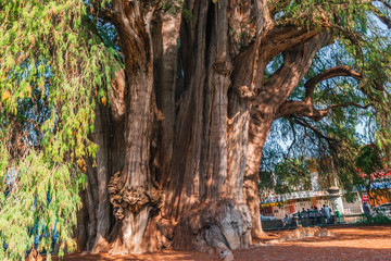 "El Tule" biggest tree in Latin America