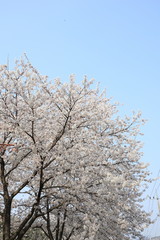 하얀 벚꽃이 보이는 아름다운 봄 풍경