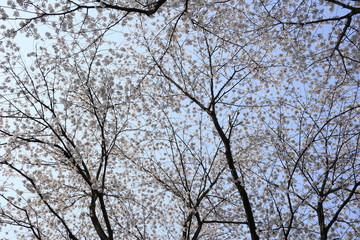 하얀 벚꽃이 보이는 아름다운 봄 풍경