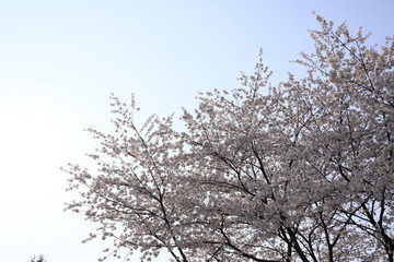 하얀 벚꽃이 보이는 아름다운 봄 풍경