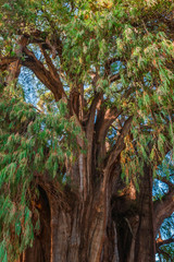 "El Tule" biggest tree in Latin America