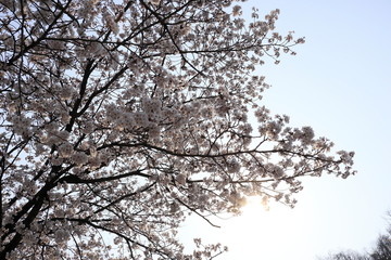 하얀 벚꽃이 보이는 아름다운 봄 풍경