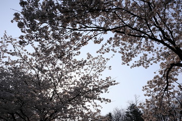 하얀 벚꽃이 보이는 아름다운 봄 풍경