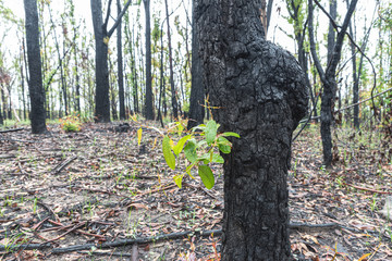 raining day and a burnt gum tree regrowth after a fire