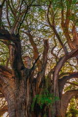 "El Tule" biggest tree in Latin America