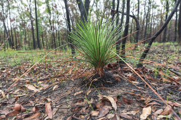regrowth on bush shrubs after a forest fire in australia