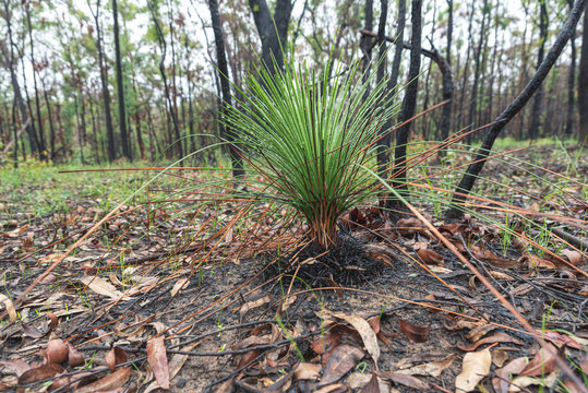 Regrowth On Bush Shrubs After A Forest Fire In Australia