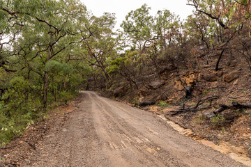dirt road in australia , one side of the road is burnt from bushfires