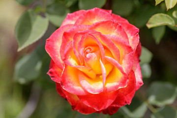 Obraz premium Rose in Bloom at Springtime in Northern California 