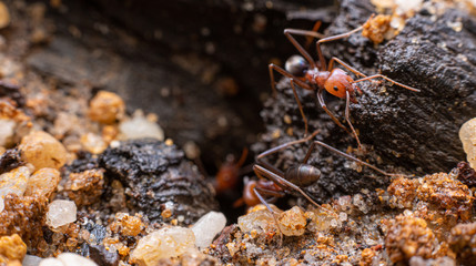 Australian meat ants (Iridomyrmex purpureus gp) walking out of its nest in australia