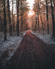 Fototapeta premium tourist trail in misty woods with old country gravel road - vintage retro look
