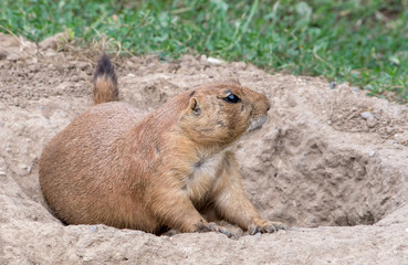American prairie dog near his tunnel looks around for danger 