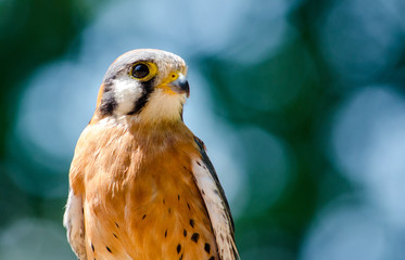 Portrait of an American Kestrel close up against a natural background